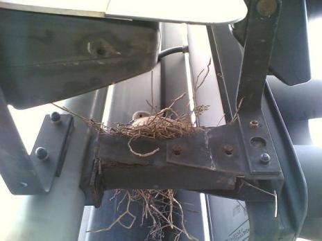[Birds Nests in the Most Bizarre Places 02[5].jpg]