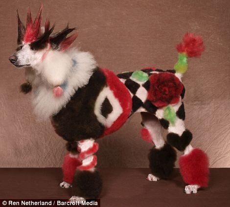 [Here's a fishy tail! Dogs sculpted into works of art for extreme grooming contests 04[5].jpg]