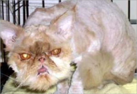 ugly-bettie cat