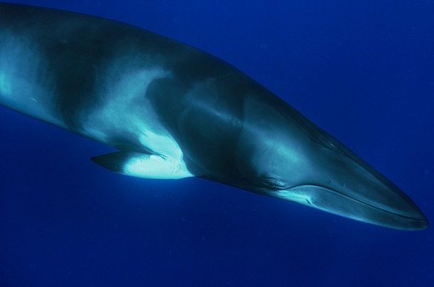 [Minke Whale[5].jpg]