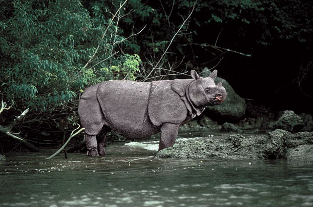 [Javan Rhinoceros[5].jpg]