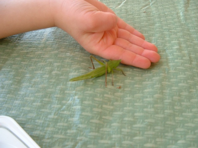 [20100326_Katydid012.jpg]