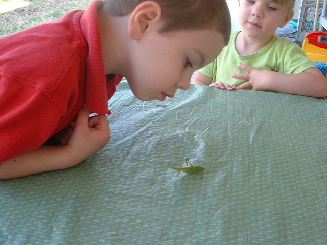 [20100326_Katydid032.jpg]