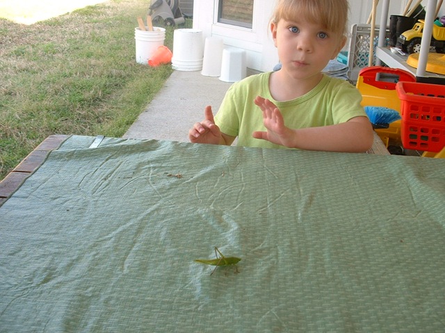 [20100326_Katydid042.jpg]