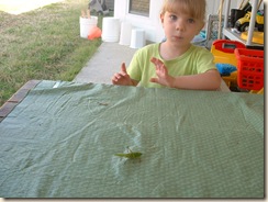 20100326_Katydid04