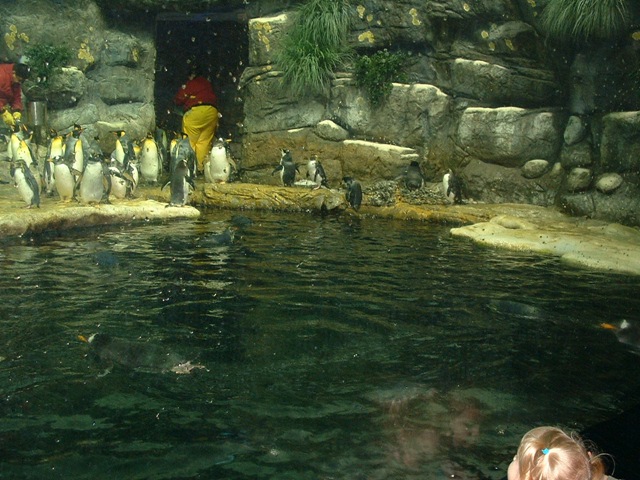 [20091120_Aquarium14[3].jpg]