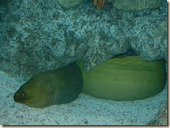 20091120_Aquarium27