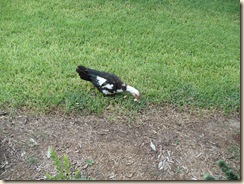 20100903_DuckVisit01