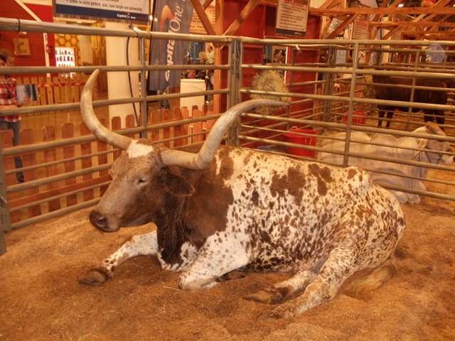 [20110309_LivestockShow653.jpg]