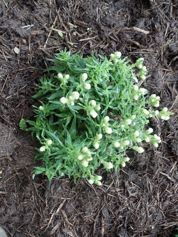 [20110303_Snapdragon013.jpg]