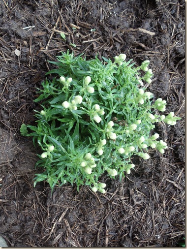 20110303_Snapdragon01
