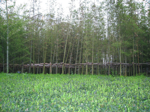 Bamboo Plantation