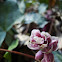 Common Toothwort / Potajnica