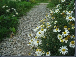 rabangla daisy path