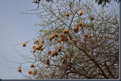 Africa 2GB 001