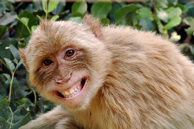 [monkey_smile-2[2].jpg]