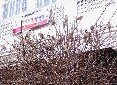 [sparrows-in-CP[2].jpg]