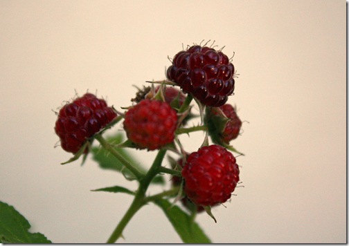 Warm raspberries