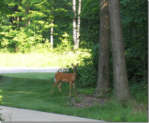 IMG_3124 IMG_3124