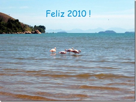 flamingos