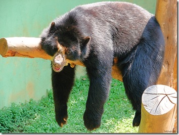 urso