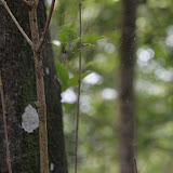 IMG_1540.JPG