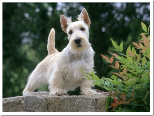 Scottish-Terrier-1-800x600