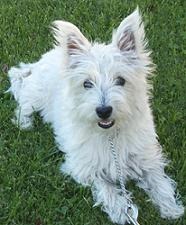 [westie_puppy[6].jpg]