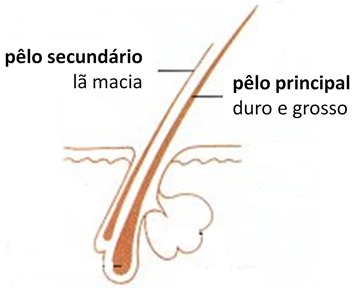 pelo