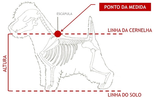 medida cernelha