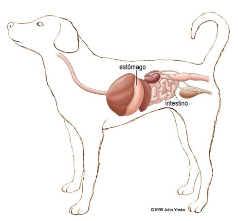 stock_dog04_big stock_dog04_big