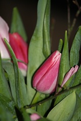 Tulipaner 012