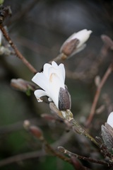 Magnolia 016