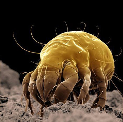 invertebrate vertebrates and invertebrates. invertebrate