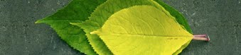 Speakers-leaves-1.jpg