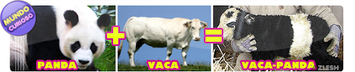 Ben, a vaca em miniatura que parece um panda Ben, a vaca em miniatura que parece um panda