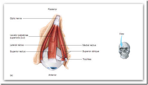 Extraoccular muscle_ant-sup view : Anatomy and Physiology, 6th ed