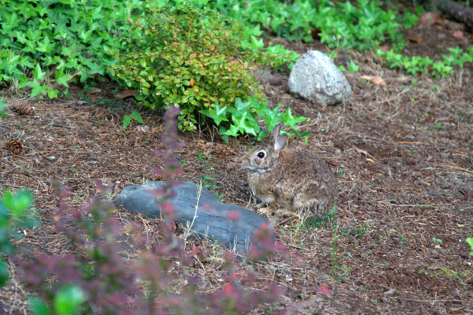 [IMG_7785 Lazy the Bunny[2].jpg]