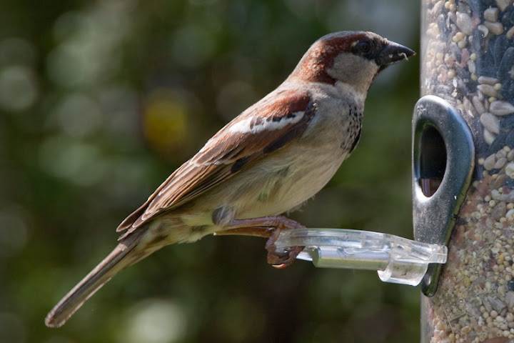 IMAGE: http://lh6.ggpht.com/_K75wcSwuXqU/SfPSnOO-R8I/AAAAAAAAAYs/d91s8WZ5xoo/s720/bird-2.jpg