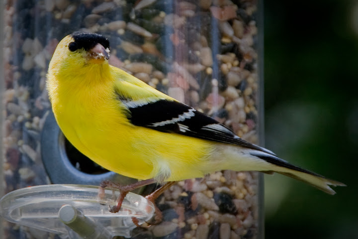 IMAGE: http://lh6.ggpht.com/_K75wcSwuXqU/SfPSoREJoWI/AAAAAAAAAY8/nZOcJUjpZ50/s720/bird-4.jpg