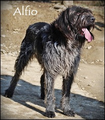 ALFIO ALFIO