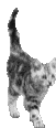 gatto-02