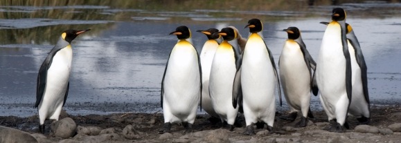 [Penguins3.jpg]