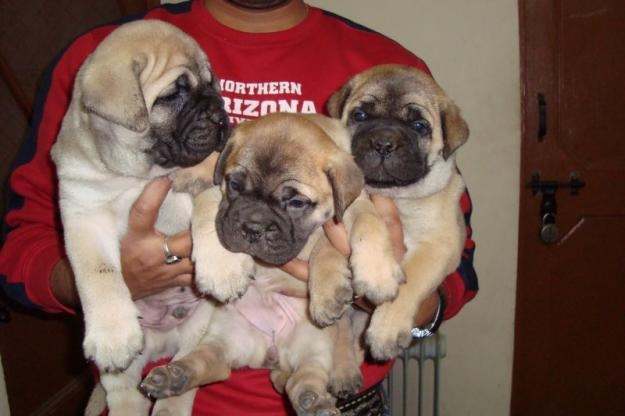 [pups BM[8].jpg]
