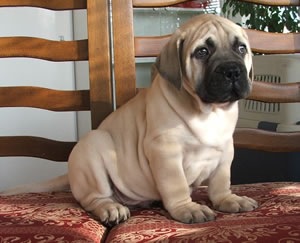 [bullmastiff pup[7].jpg]