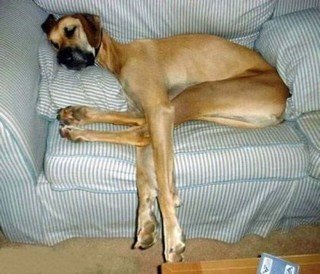 [HUGE DANE[2].jpg]