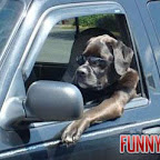 el-perro-conductor.jpg