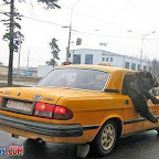 un-oso-en-un-taxi.jpg