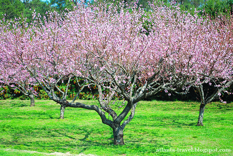 Весенние цветы в садах Коллавэй Callaway Gardens spring flowers