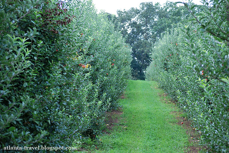 Яблочный сад в Джорджии. Apple orchard.